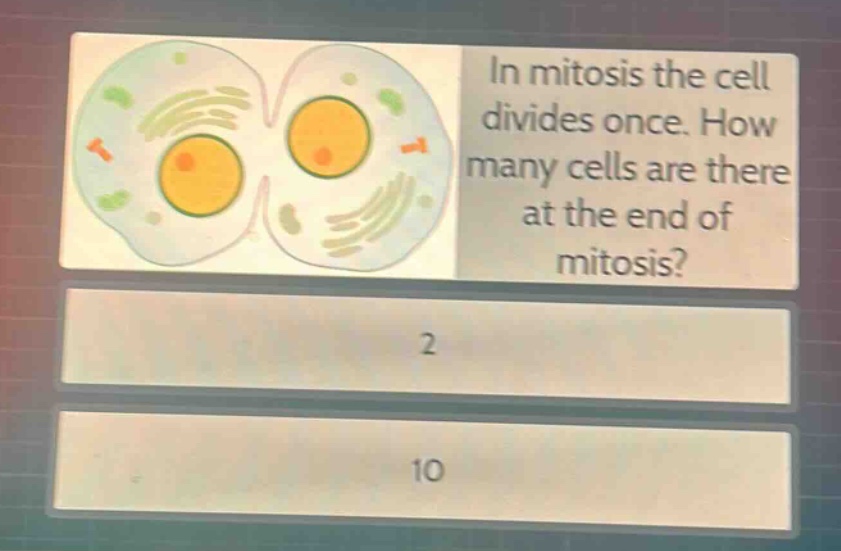 in mitosis the cell divides once. how many cells are there at the end of mitosis?\n2\n10