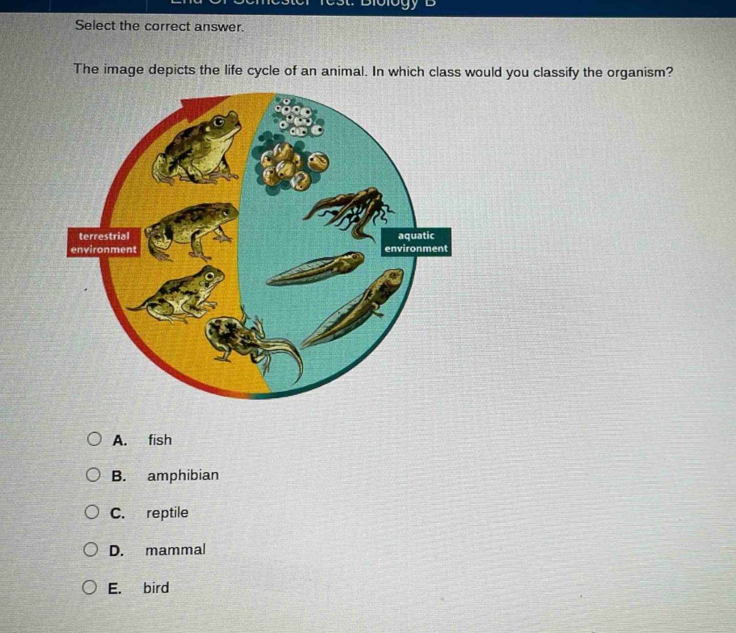 select the correct answer. the image depicts the life cycle of an animal. in which class would you classify the organism? terrestrial environment aquatic environment a. fish b. amphibian c. reptile d. mammal e. bird