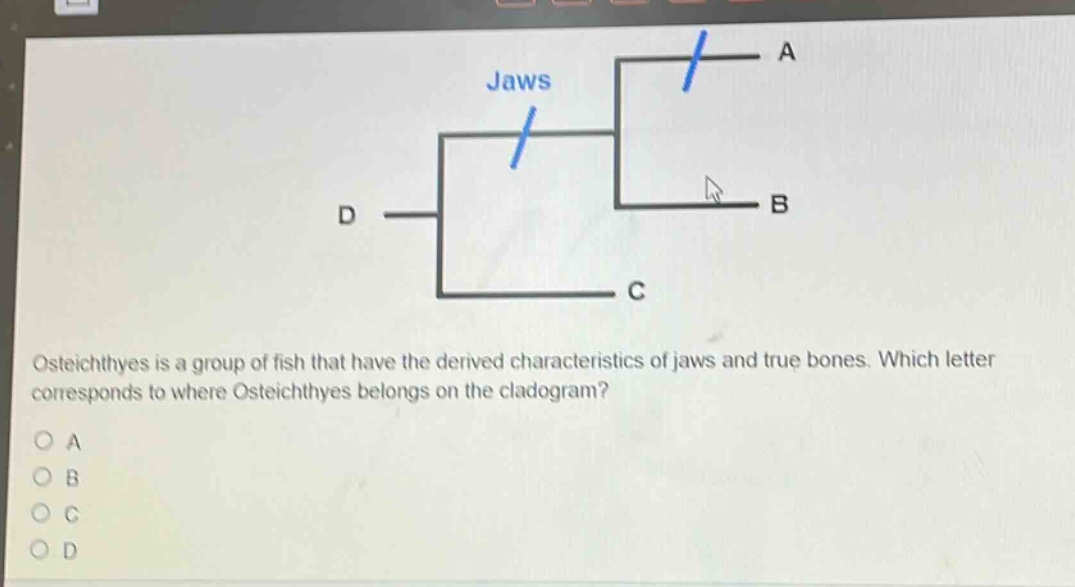 osteichthyes is a group of fish that have the derived characteristics of jaws and true bones. which letter corresponds to where osteichthyes belongs on the cladogram?\na\nb\nc\nd