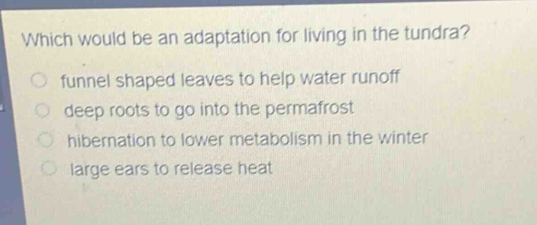 which would be an adaptation for living in the tundra?\nfunnel shaped leaves to help water runoff\ndeep roots to go into the permafrost\nhibernation to lower metabolism in the winter\nlarge ears to release heat