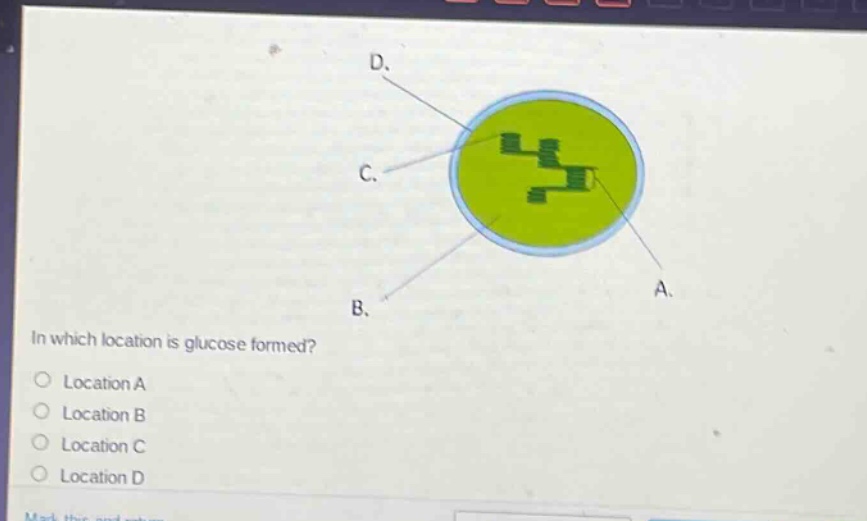 in which location is glucose formed?\n○ location a\n○ location b\n○ location c\n○ location d