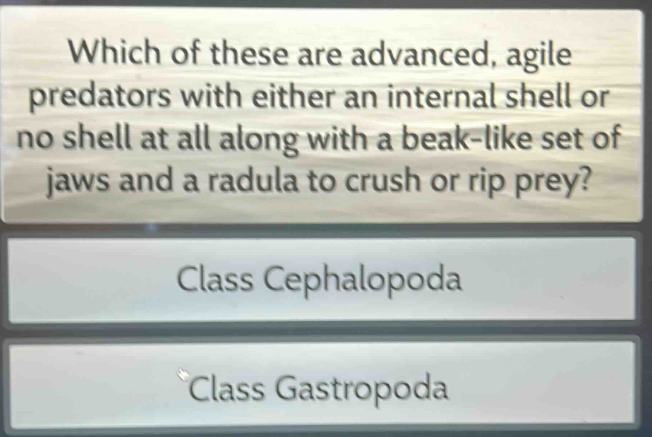 which of these are advanced, agile predators with either an internal shell or no shell at all along with a beak - like set of jaws and a radula to crush or rip prey?\nclass cephalopoda\nclass gastropoda