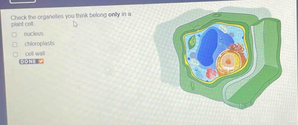 check the organelles you think belong only in a plant cell.\n□ nucleus\n□ chloroplasts\n□ cell wall\ndone