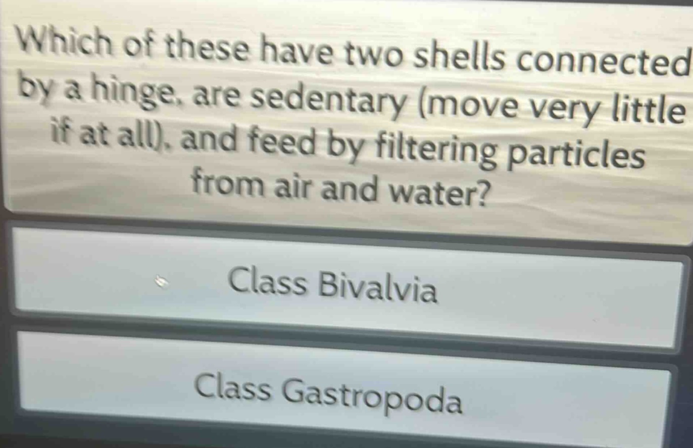 which of these have two shells connected by a hinge, are sedentary (move very little if at all), and feed by filtering particles from air and water?\nclass bivalvia\nclass gastropoda