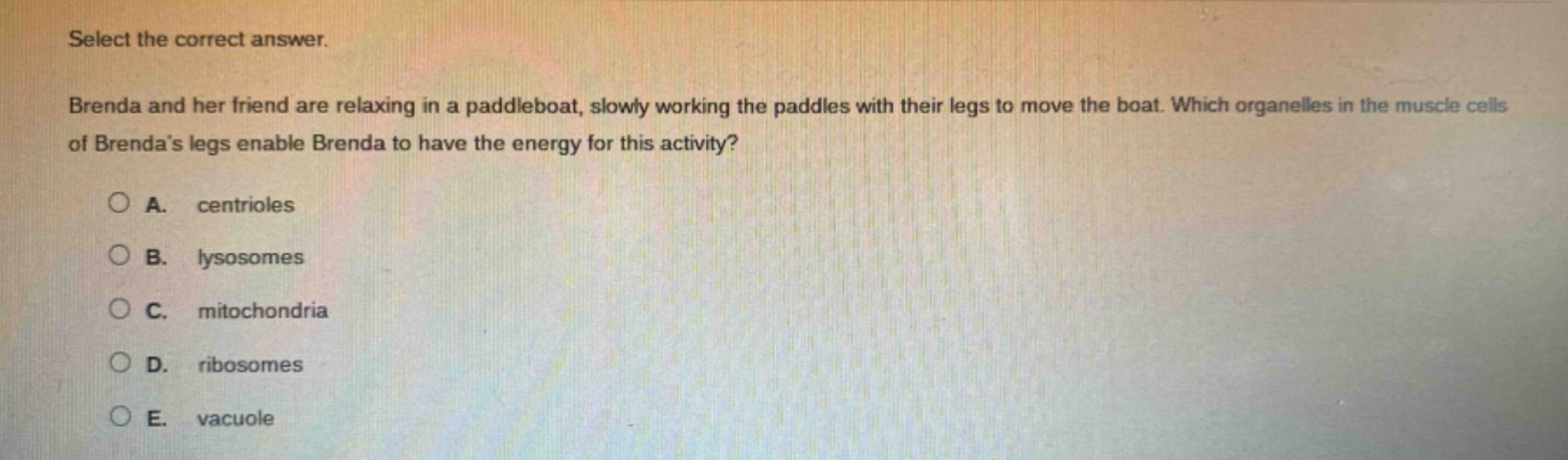 select the correct answer.\nbrenda and her friend are relaxing in a paddleboat, slowly working the paddles with their legs to move the boat. which organelles in the muscle cells of brendas legs enable brenda to have the energy for this activity?\na. centrioles\nb. lysosomes\nc. mitochondria\nd. ribosomes\ne. vacuole