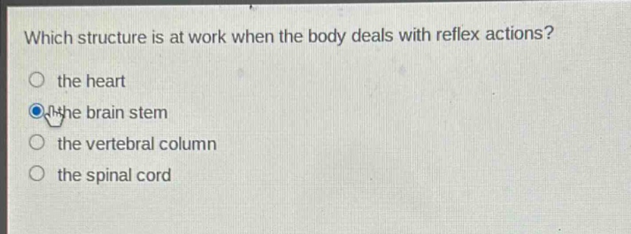 which structure is at work when the body deals with reflex actions?\n the heart\n the brain stem\n the vertebral column\n the spinal cord