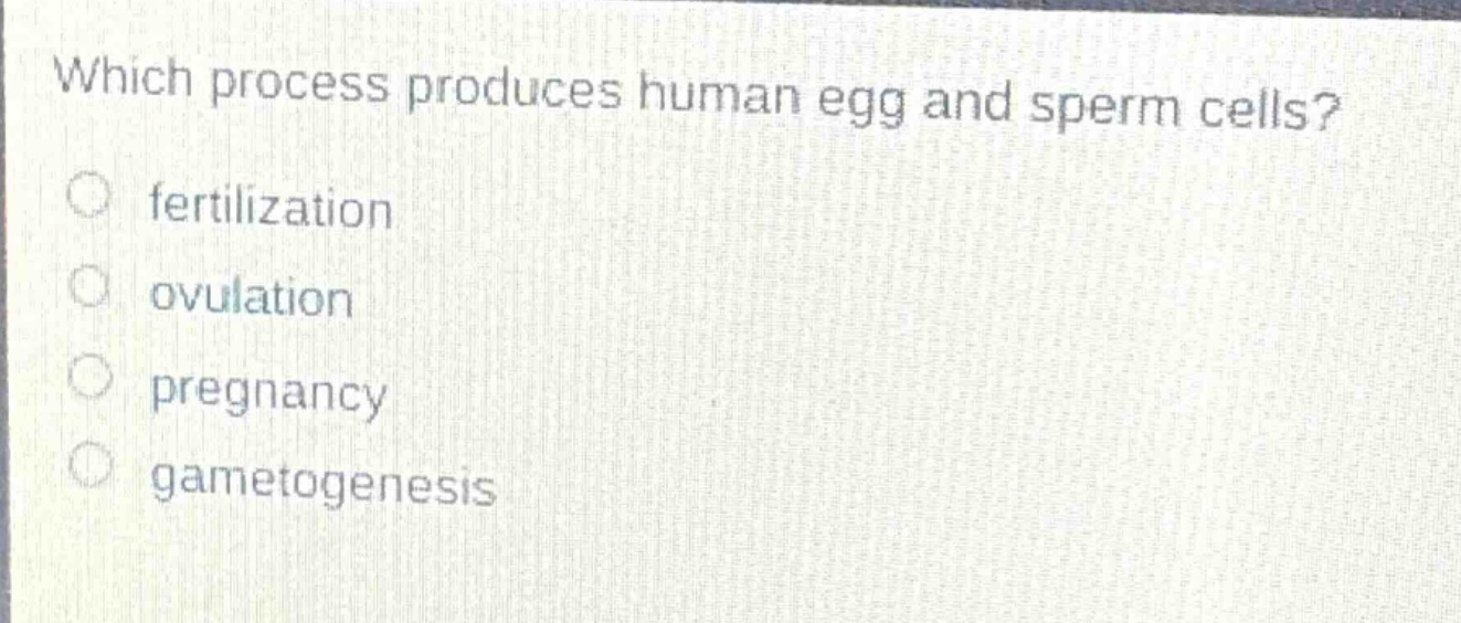 which process produces human egg and sperm cells?\nfertilization\novulation\npregnancy\ngametogenesis