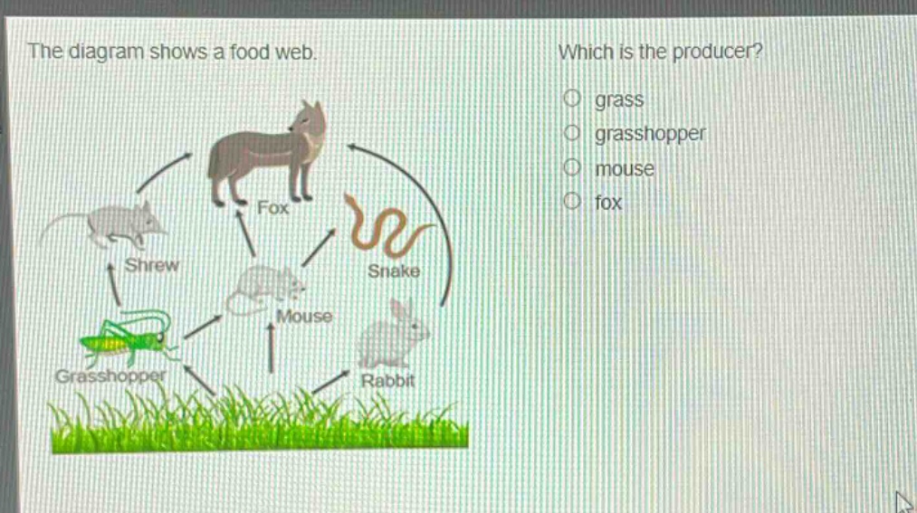 the diagram shows a food web. which is the producer? grass grasshopper mouse fox