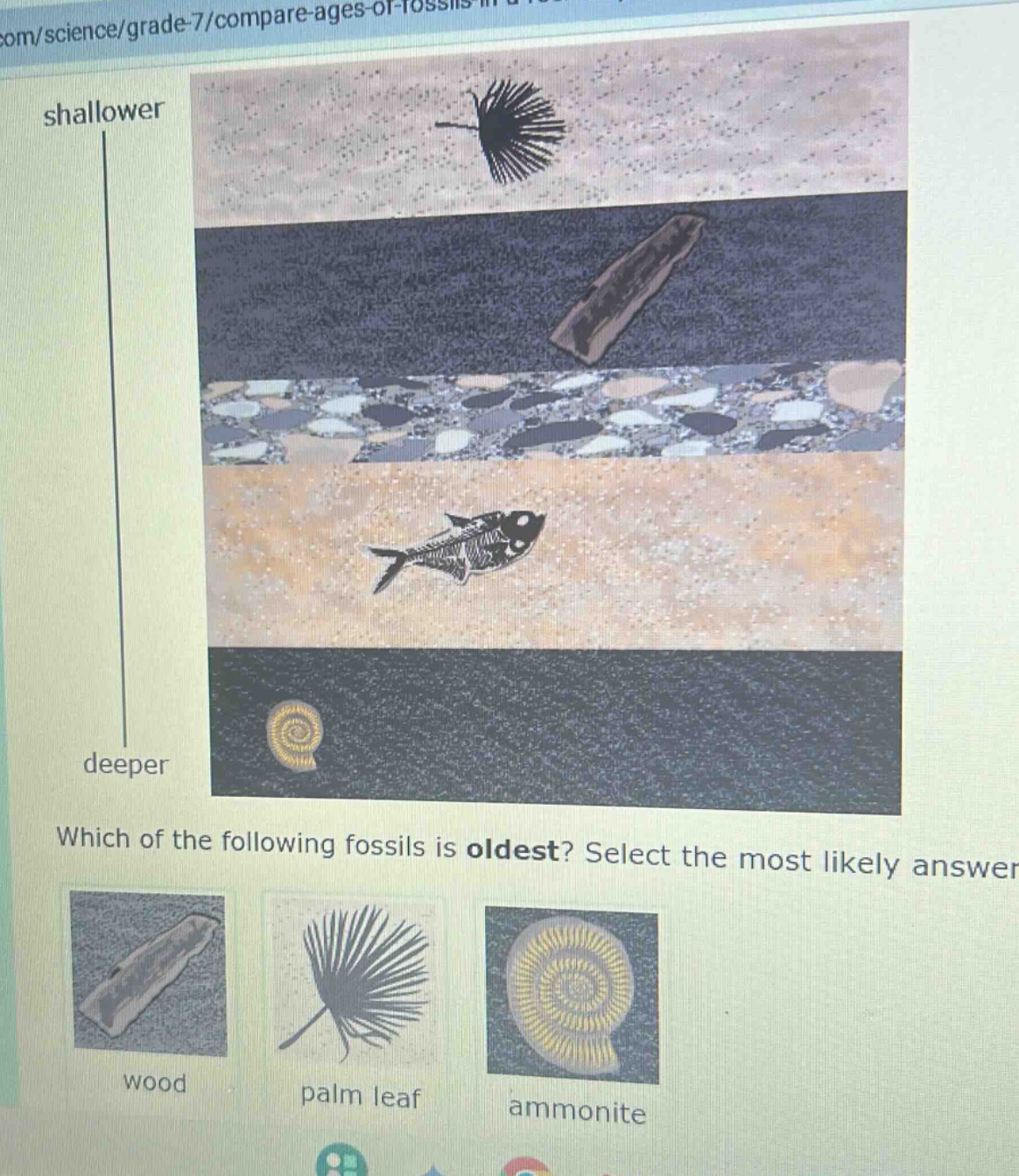 which of the following fossils is oldest? select the most likely answer wood palm leaf ammonite