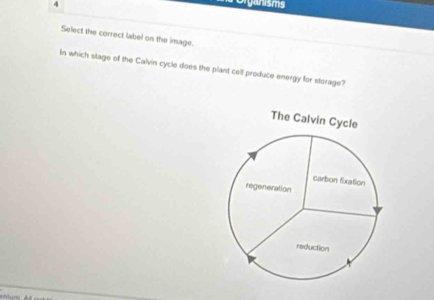 select the correct label on the image. in which stage of the calvin cycle does the plant cell produce energy for storage? the calvin cycle carbon fixation regeneration reduction