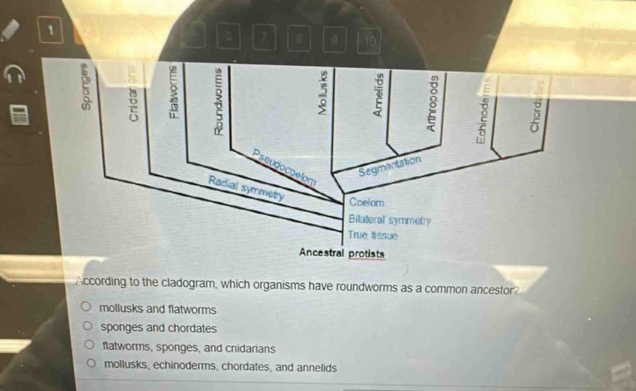 according to the cladogram, which organisms have roundworms as a common ancestor?\no mollusks and flatworms\no sponges and chordates\no flatworms, sponges, and cnidarians\no mollusks, echinoderms, chordates, and annelids