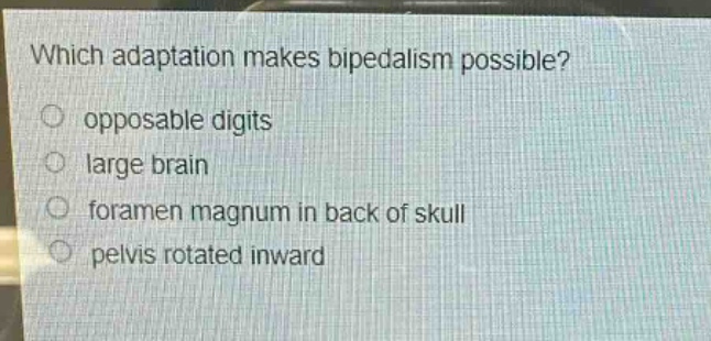 which adaptation makes bipedalism possible?\nopposable digits\nlarge brain\nforamen magnum in back of skull\npelvis rotated inward