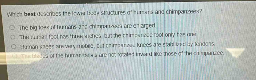 which best describes the lower body structures of humans and chimpanzees?\nthe big toes of humans and chimpanzees are enlarged.\nthe human foot has three arches, but the chimpanzee foot only has one.\nhuman knees are very mobile, but chimpanzee knees are stabilized by tendons.\nthe blades of the human pelvis are not rotated inward like those of the chimpanzee.