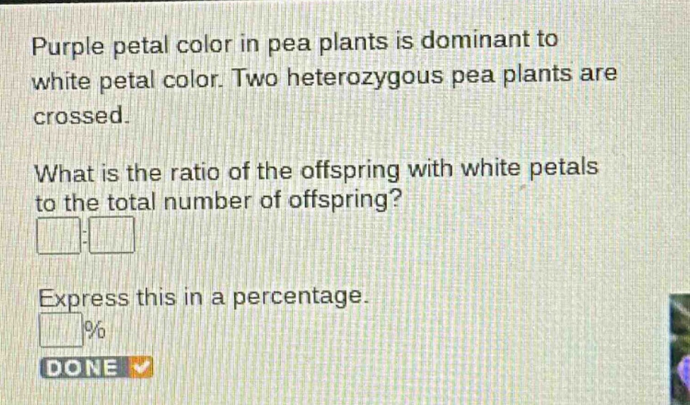 purple petal color in pea plants is dominant to white petal color. two heterozygous pea plants are crossed.\nwhat is the ratio of the offspring with white petals to the total number of offspring?\nexpress this in a percentage.