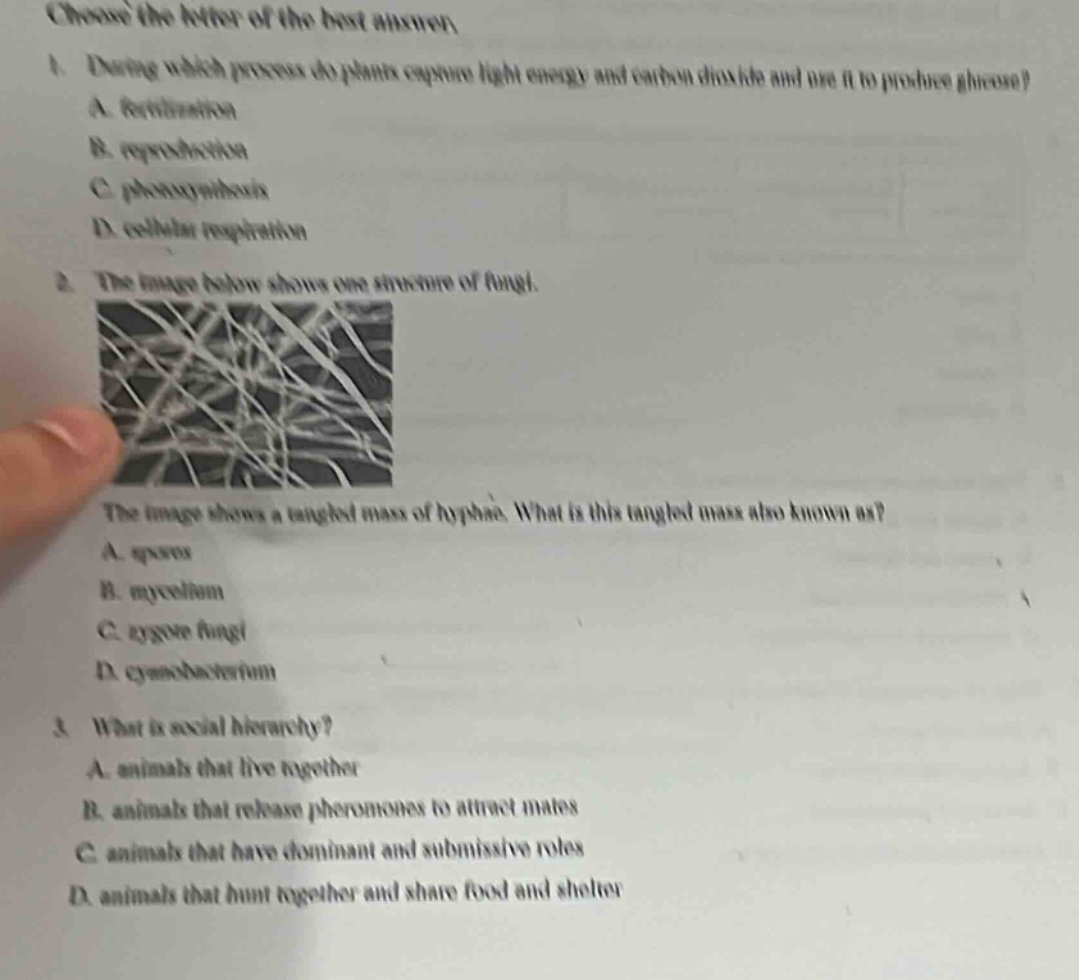 choose the letter of the best answer.\n1. during which process do plants capture light energy and carbon dioxide and use it to produce glucose?\na. fertilization\nb. reproduction\nc. photosynthesis\nd. cellular respiration\n2. the image below shows one structure of fungi.\nthe image shows a tangled mass of hyphae. what is this tangled mass also known as?\na. spore\nb. mycelium\nc. zygote fungi\nd. cyanobacterium\n3. what is social hierarchy?\na. animals that live together\nb. animals that release pheromones to attract mates\nc. animals that have dominant and submissive roles\nd. animals that hunt together and share food and shelter