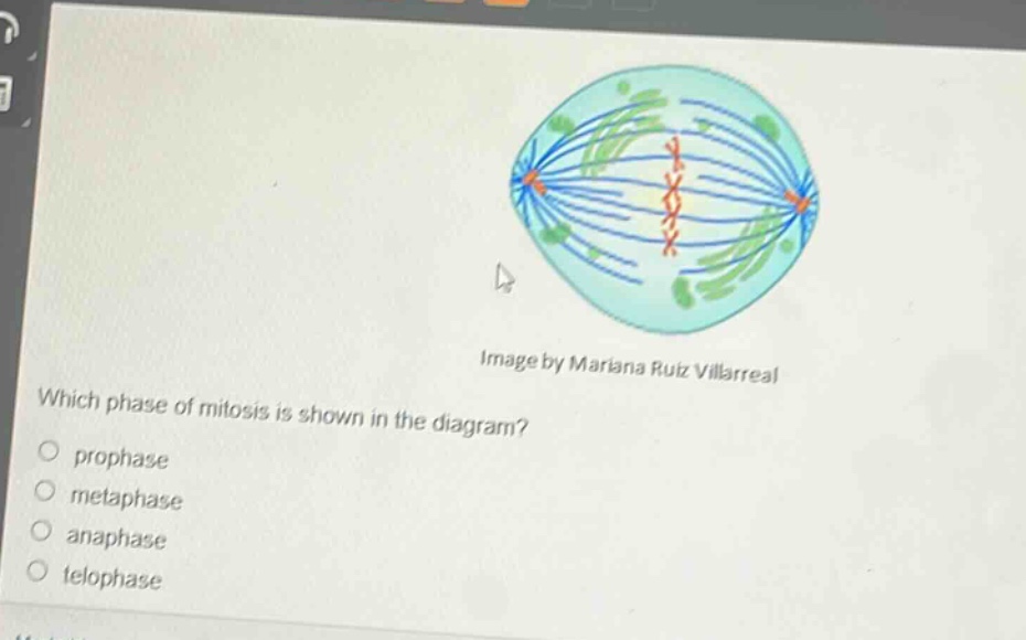 which phase of mitosis is shown in the diagram?\n○ prophase\n○ metaphase\n○ anaphase\n○ telophase