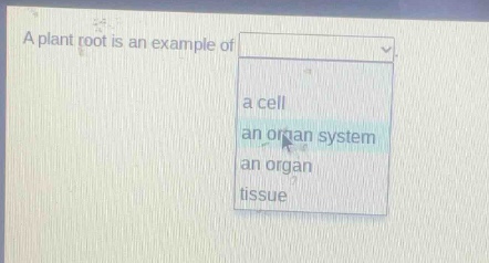 a plant root is an example of a cell an organ system an organ tissue