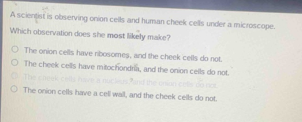 a scientist is observing onion cells and human cheek cells under a microscope. which observation does she most likely make? the onion cells have ribosomes, and the cheek cells do not. the cheek cells have mitochondria, and the onion cells do not. the cheek cells have a nucleus, and the onion cells do not. the onion cells have a cell wall, and the cheek cells do not.