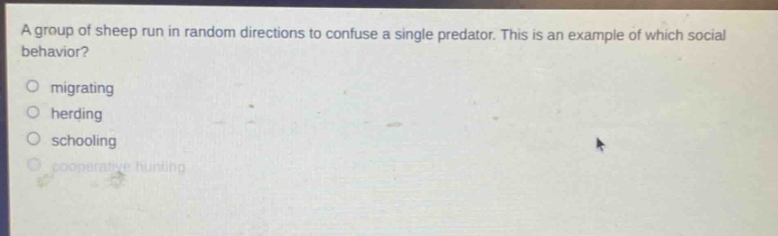 a group of sheep run in random directions to confuse a single predator. this is an example of which social behavior?\no migrating\no herding\no schooling\no cooperative hunting