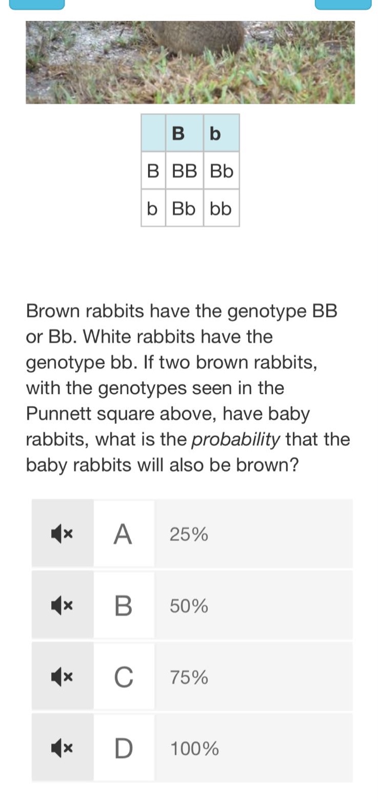 brown rabbits have the genotype bb or bb. white rabbits have the genotype bb. if two brown rabbits, with the genotypes seen in the punnett square above, have baby rabbits, what is the probability that the baby rabbits will also be brown?\na 25%\nb 50%\nc 75%\nd 100%