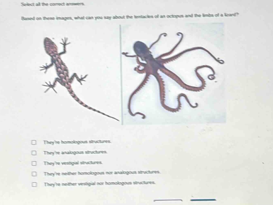 select all the correct answers. based on these images, what can you say about the tentacles of an octopus and the limbs of a lizard? theyre homologous structures. theyre analogous structures. theyre vestigial structures. theyre neither homologous nor analogous structures. theyre neither vestigial nor homologous structures.