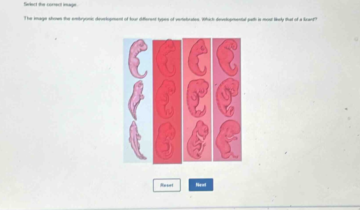 select the correct image. the image shows the embryonic development of four different types of vertebrates. which developmental path is most likely that of a lizard?