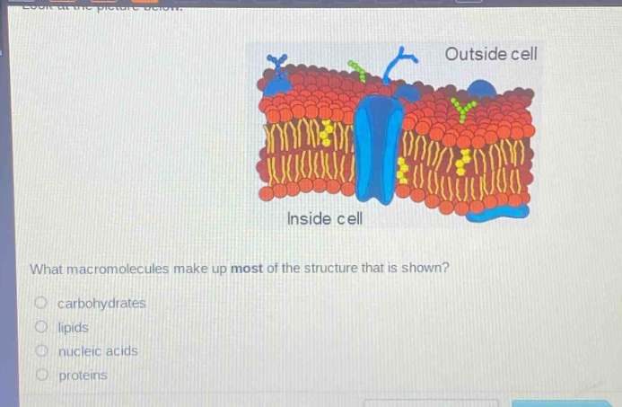 what macromolecules make up most of the structure that is shown?\ncarbohydrates\nlipids\nnucleic acids\nproteins