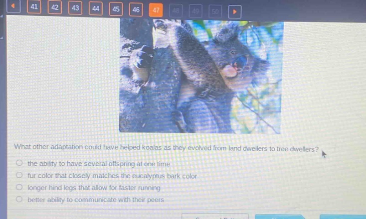 what other adaptation could have helped koalas as they evolved from land dwellers to tree dwellers?\n the ability to have several offspring at one time\n fur color that closely matches the eucalyptus bark color\n longer hind legs that allow for faster running\n better ability to communicate with their peers