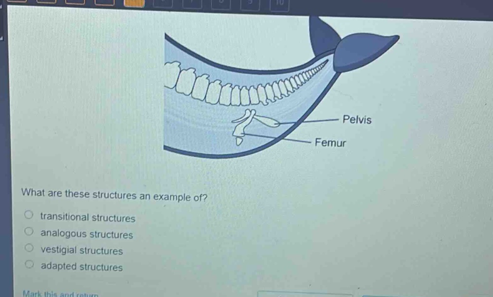 what are these structures an example of?\n○ transitional structures\n○ analogous structures\n○ vestigial structures\n○ adapted structures