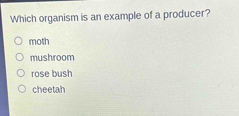 which organism is an example of a producer?\n○ moth\n○ mushroom\n○ rose bush\n○ cheetah