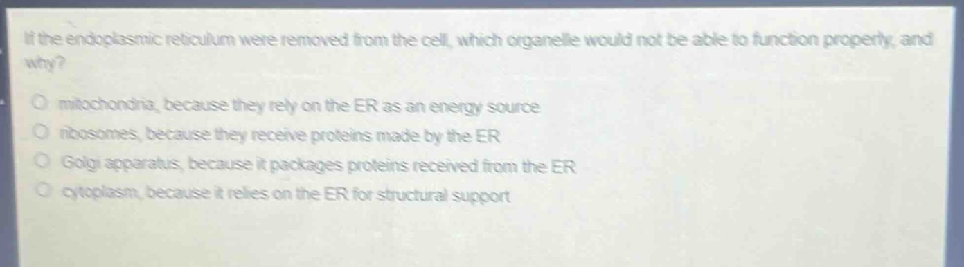 if the endoplasmic reticulum were removed from the cell, which organelle would not be able to function properly, and why?\no mitochondria, because they rely on the er as an energy source\no ribosomes, because they receive proteins made by the er\no golgi apparatus, because it packages proteins received from the er\no cytoplasm, because it relies on the er for structural support