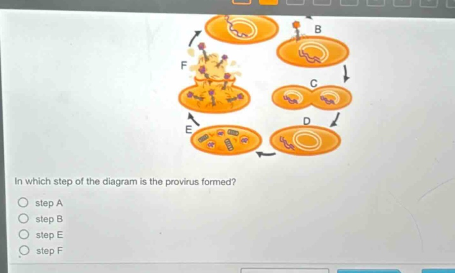 in which step of the diagram is the provirus formed?\nstep a\nstep b\nstep e\nstep f