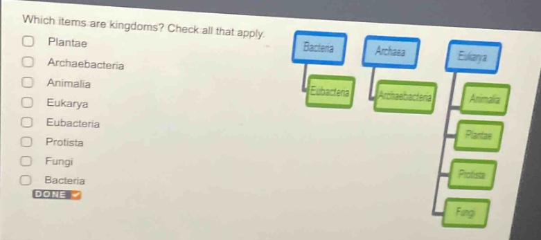 which items are kingdoms? check all that apply. \nplantaee\narchaebacteria\nanimalia\neukarya\neubacteria\nprotista\nfungi\nbacteria\ndone