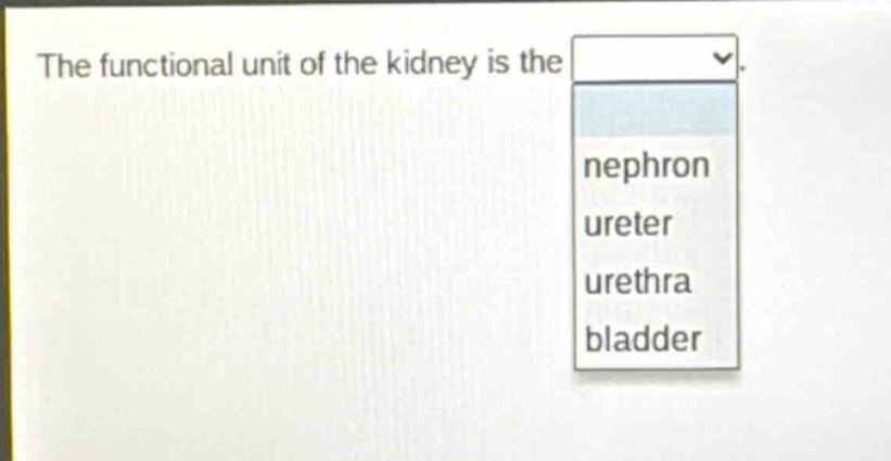 the functional unit of the kidney is the\nnephron\nureter\nurethra\nbladder