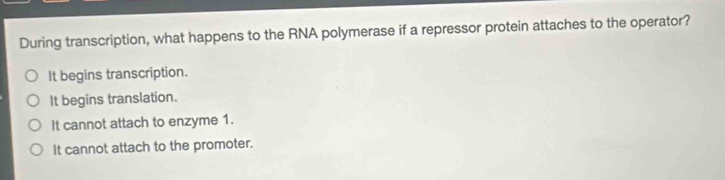 during transcription, what happens to the rna polymerase if a repressor protein attaches to the operator?\no it begins transcription.\no it begins translation.\no it cannot attach to enzyme 1.\no it cannot attach to the promoter.