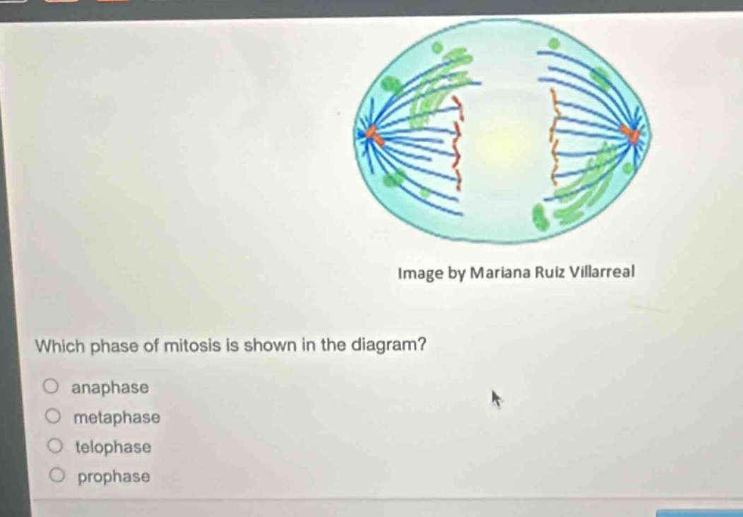 image by mariana ruiz villarreal\nwhich phase of mitosis is shown in the diagram?\n○ anaphase\n○ metaphase\n○ telophase\n○ prophase