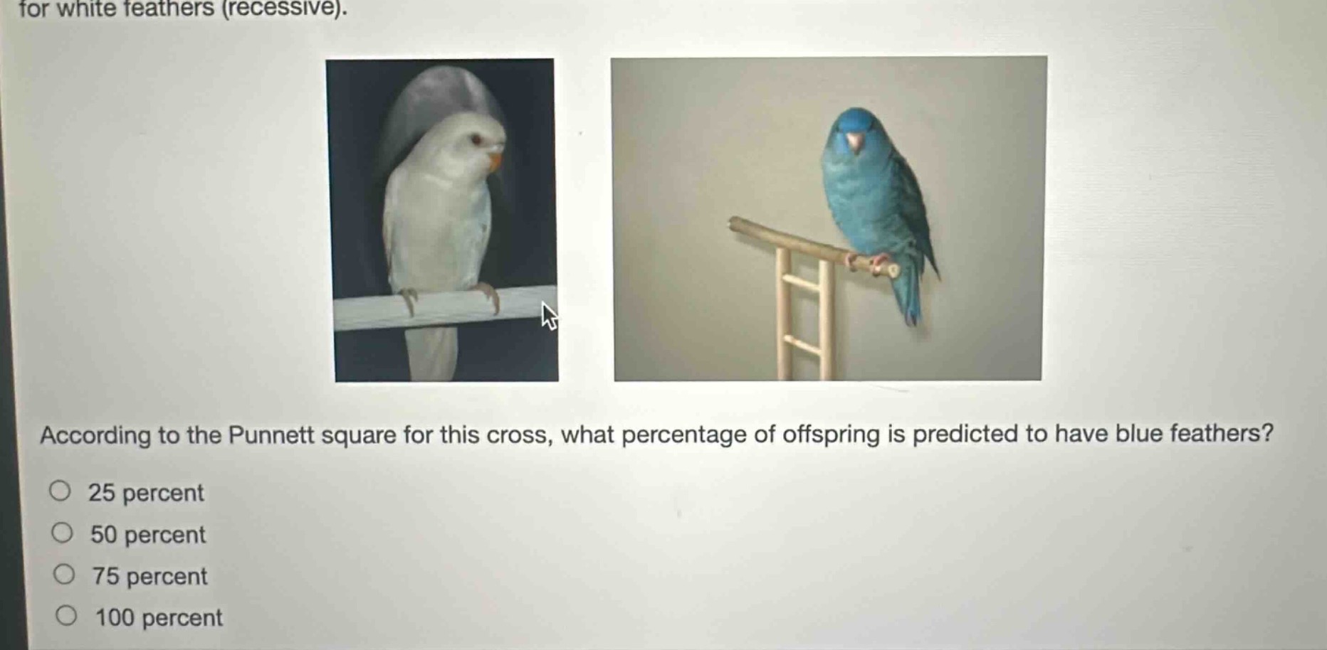 for white feathers (recessive). according to the punnett square for this cross, what percentage of offspring is predicted to have blue feathers? 25 percent 50 percent 75 percent 100 percent