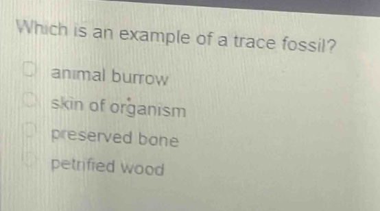 which is an example of a trace fossil?\nanimal burrow\nskin of organism\npreserved bone\npetrified wood