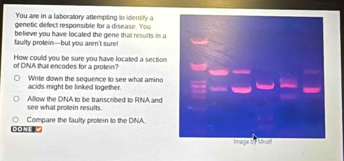 you are in a laboratory attempting to identify a genetic defect responsible for a disease. you believe you have located the gene that results in a faulty protein—but you aren’t sure!\nhow could you be sure you have located a section of dna that encodes for a protein?\nwrite down the sequence to see what amino acids might be linked together.\nallow the dna to be transcribed to rna and see what protein results.\ncompare the faulty protein to the dna.\ndone