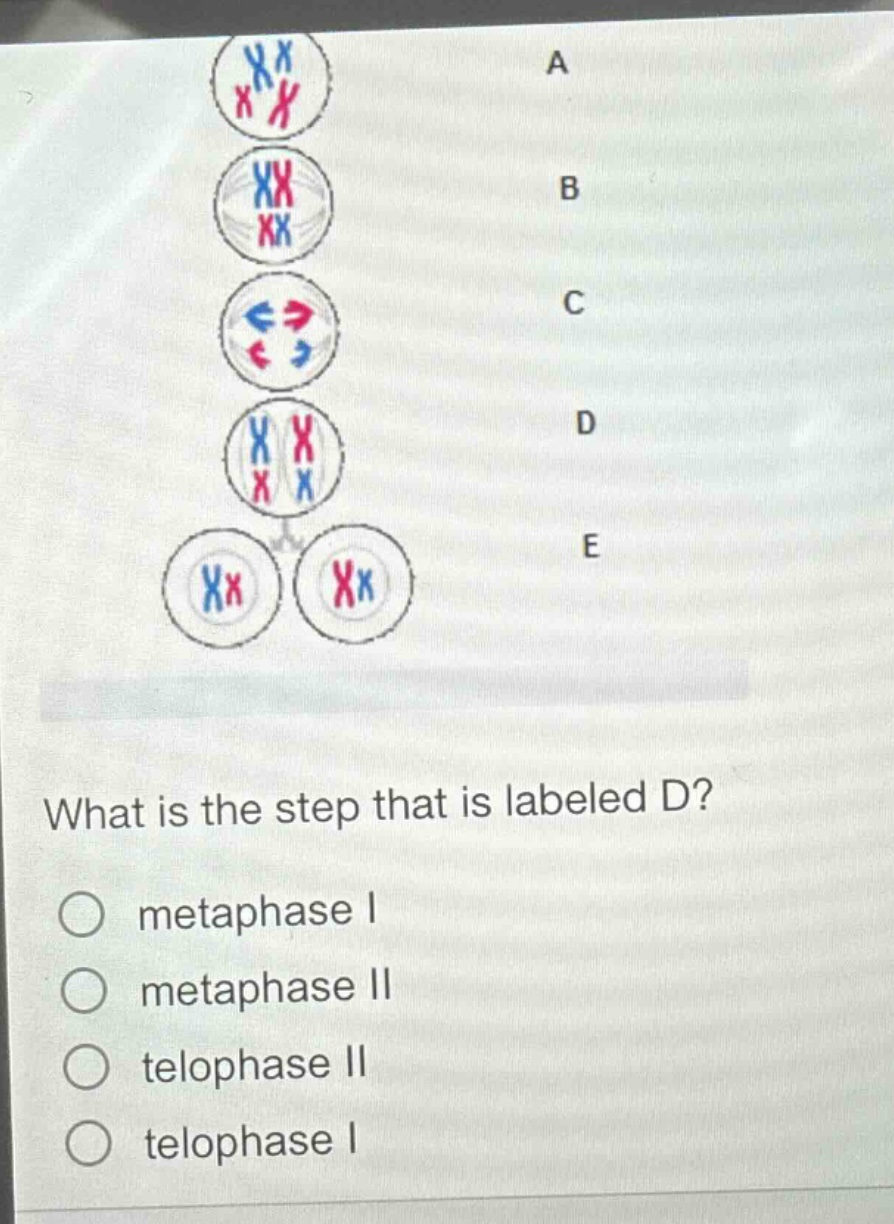 what is the step that is labeled d?\n○ metaphase i\n○ metaphase ii\n○ telophase ii\n○ telophase i