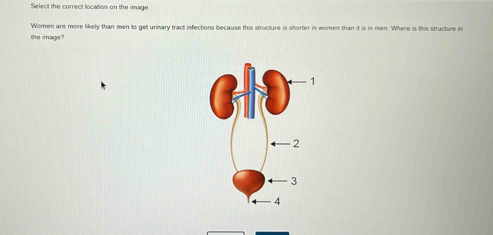 select the correct location on the image. women are more likely than men to get urinary tract infections because this structure is shorter in women than it is in men. where is this structure in the image?