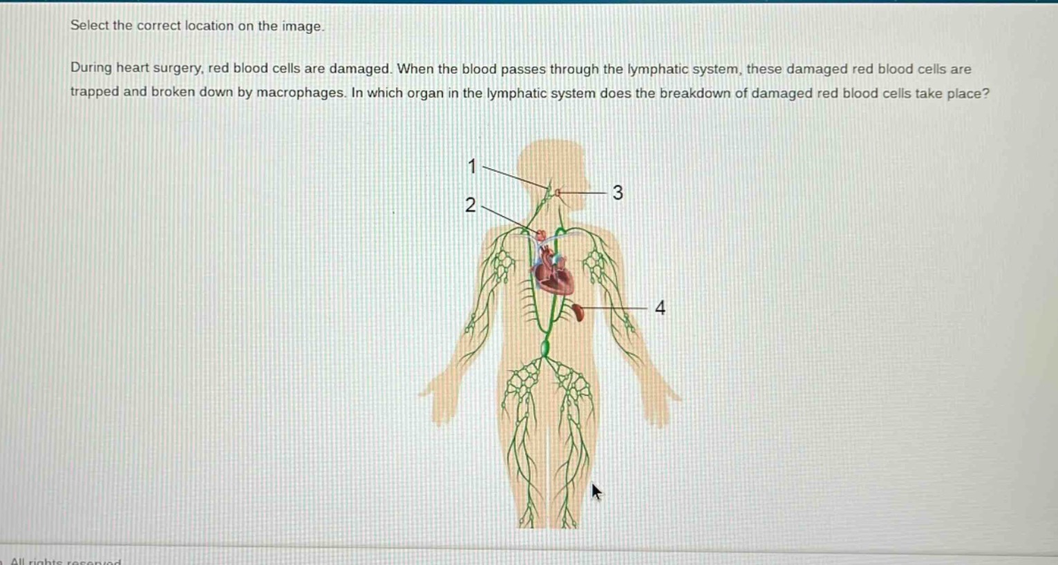 select the correct location on the image. during heart surgery, red blood cells are damaged. when the blood passes through the lymphatic system, these damaged red blood cells are trapped and broken down by macrophages. in which organ in the lymphatic system does the breakdown of damaged red blood cells take place?