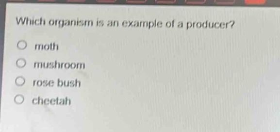 which organism is an example of a producer?\no moth\no mushroom\no rose bush\no cheetah