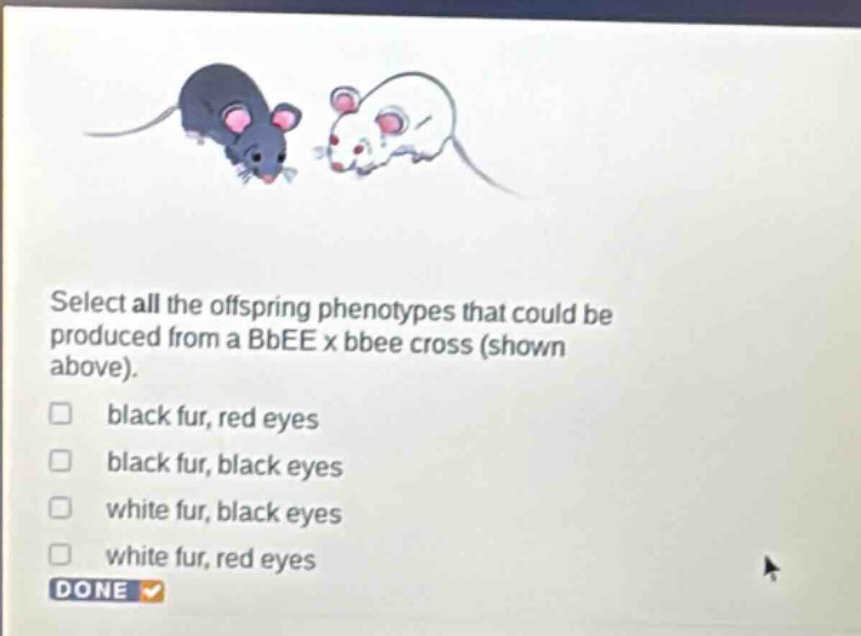 select all the offspring phenotypes that could be produced from a bbee x bbee cross (shown above).\n□ black fur, red eyes\n□ black fur, black eyes\n□ white fur, black eyes\n□ white fur, red eyes\ndone