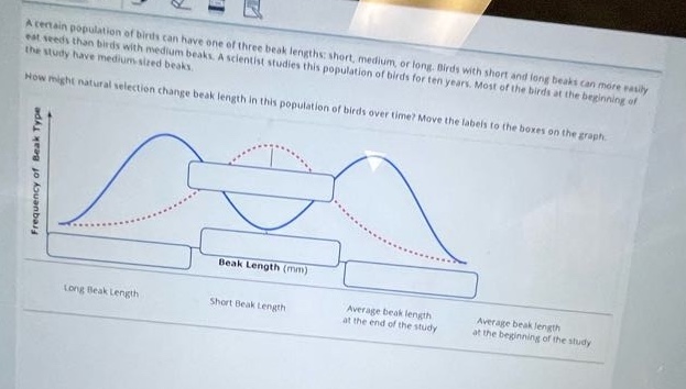 a certain population of birds can have one of three beak lengths: short, medium, or long. birds with short and long beaks can more easily eat seeds than birds with medium beaks. a scientist studies this population of birds for ten years. most of the birds at the beginning of the study have medium - sized beaks. how might natural selection change beak length in this population of birds over time? move the labels to the boxes on the graph.\nlong beak length\nshort beak length\naverage beak length at the end of the study\naverage beak length at the beginning of the study