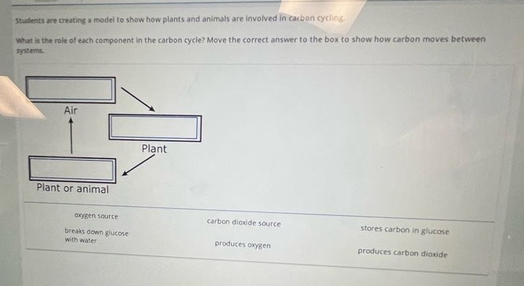 students are creating a model to show how plants and animals are involved in carbon cycling. what is the role of each component in the carbon cycle? move the correct answer to the box to show how carbon moves between systems. air plant plant or animal oxygen source carbon dioxide source stores carbon in glucose breaks down glucose with water produces oxygen produces carbon dioxide