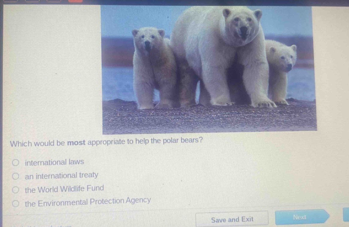which would be most appropriate to help the polar bears?\no international laws\no an international treaty\no the world wildlife fund\no the environmental protection agency