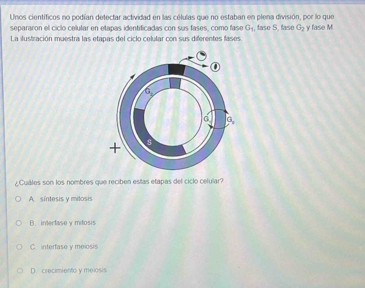 unos científicos no podían detectar actividad en las células que no estaban en plena división, por lo que separaron el ciclo celular en etapas identificadas con sus fases, como fase g₁, fase s, fase g₂ y fase m. la ilustración muestra las etapas del ciclo celular con sus diferentes fases.\n¿cuáles son los nombres que reciben estas etapas del ciclo celular?\n○ a. síntesis y mitosis\n○ b. interfase y mitosis\n○ c. interfase y meiosis\n○ d. crecimiento y meiosis