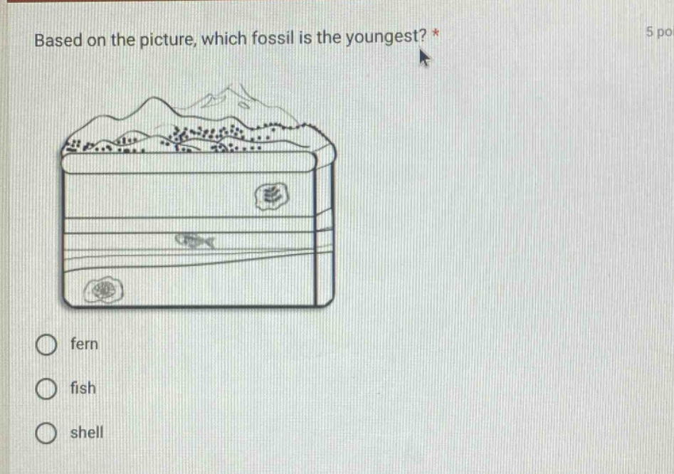 based on the picture, which fossil is the youngest? * 5 po\nfern\nfish\nshell