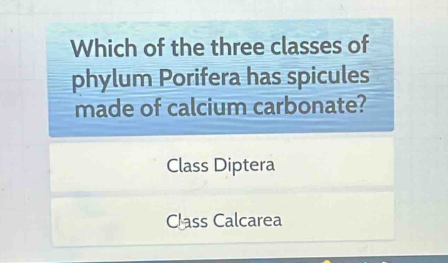 which of the three classes of phylum porifera has spicules made of calcium carbonate?\nclass diptera\nclass calcarea